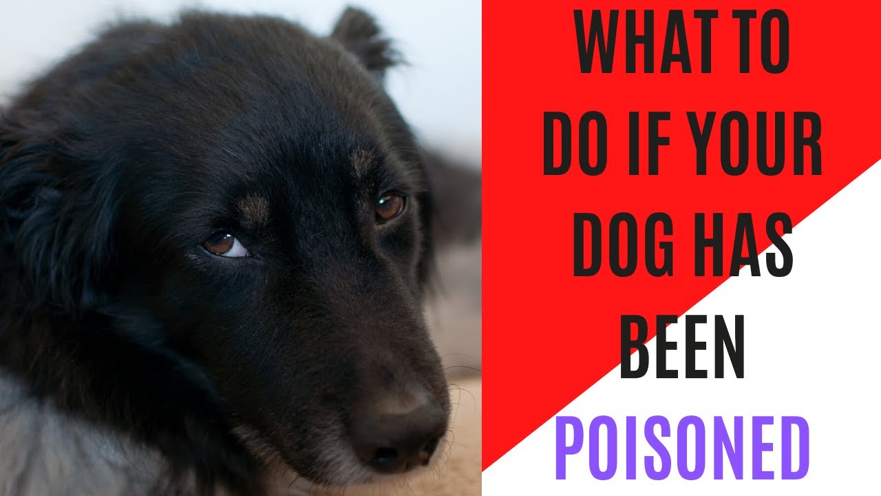 Dog poison: has my dog eaten poison?