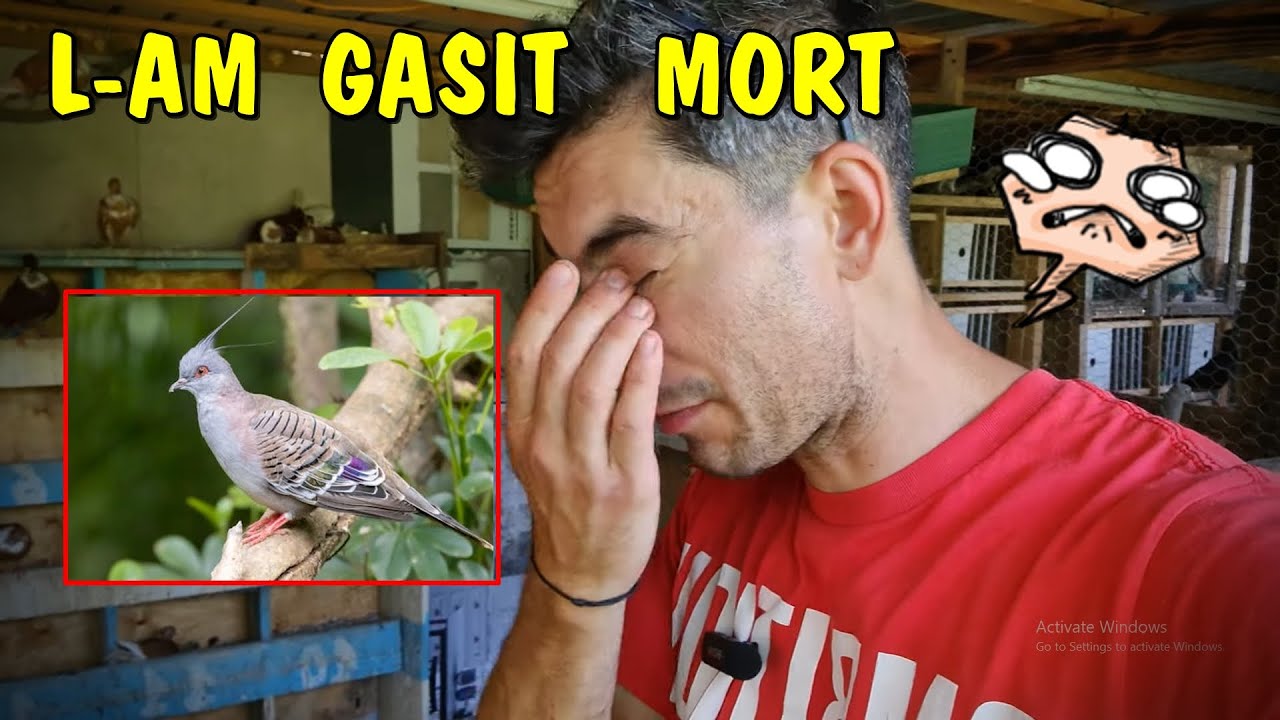 L-am găsit mort și nu cunosc cauza.. una buna alta proastă și apoi alta bună