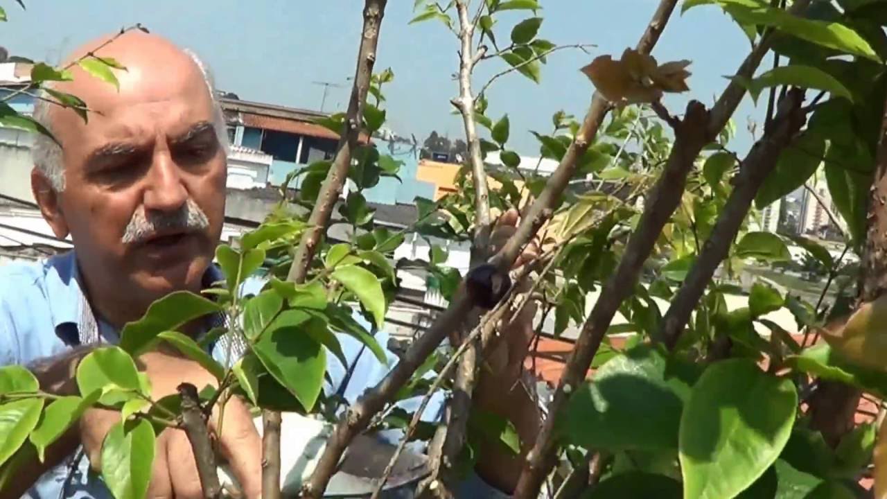 393 ) - HORTA NA LAJE  - PODA DA JABUTICABEIRA EM VASO – DIADEMA  - SP – 429 - 2° PARTE.