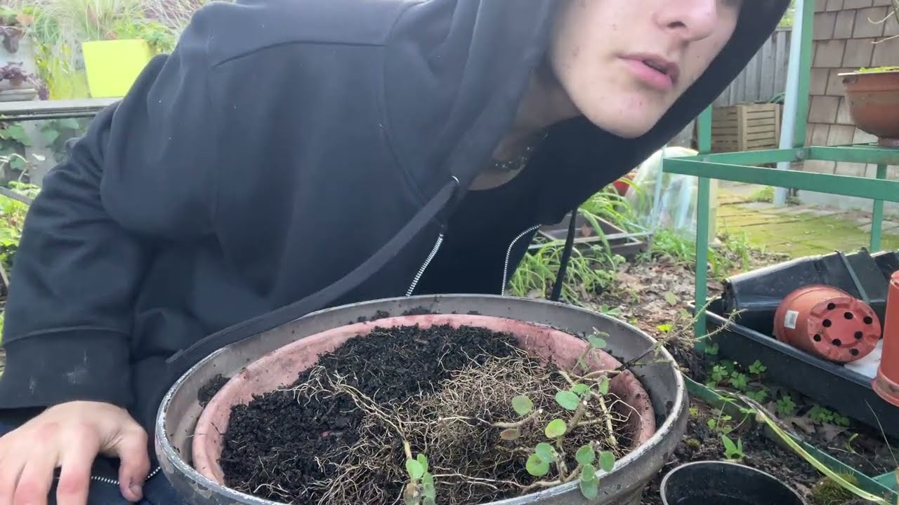 Repotting native Rose and Honeysuckle seedlings