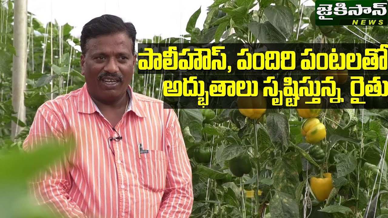 పాలీహౌస్ పందిరి పంటలతో అద్భుతాలు సృష్టిస్తున్న రైతు | Polyhouse farming by somaraju | JaiKisan News