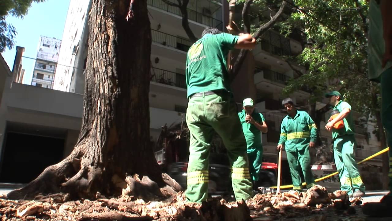 Tipuana Tipu - Sangre de Dragon -  carta a un joven arquitecto.