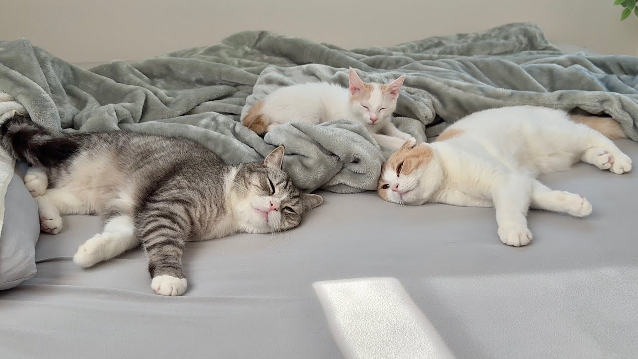 寝坊してる猫たちに「お散歩行く？」と呟いてみたら反応が可愛すぎましたwww