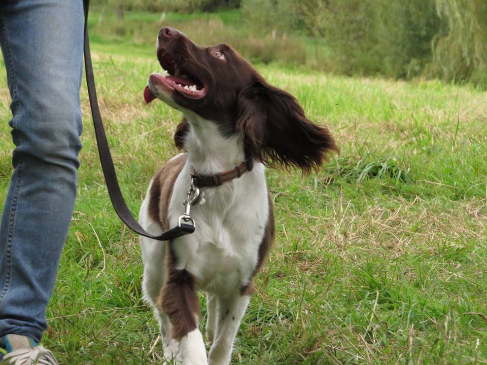 Mollie - Springer Spaniel - 3 Week Residential Dog Training