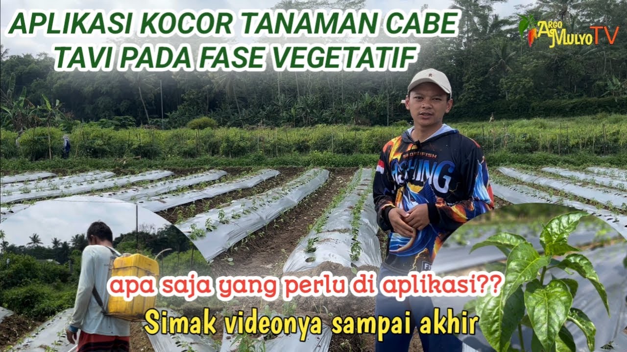 Perawatan Cabe Fase Vegetatif - Pupuk dan Obat Agar Cabe Tumbuh Subur