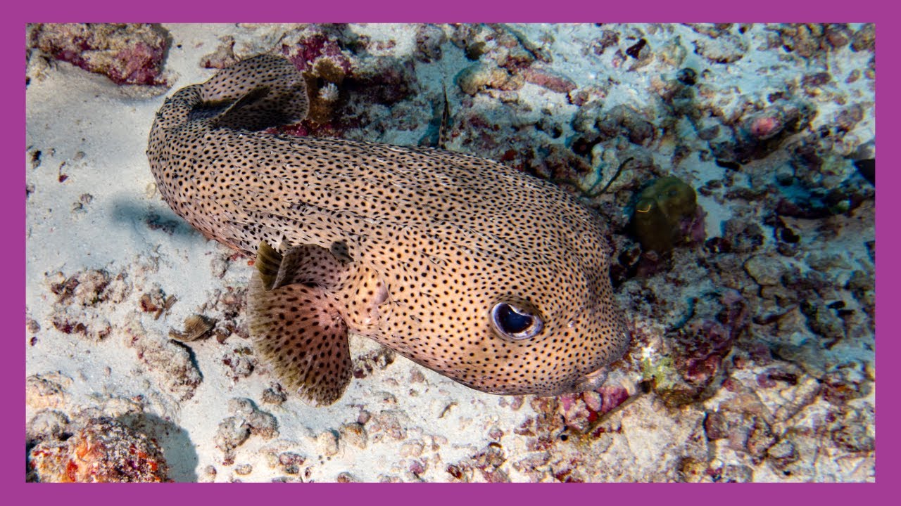 Giant Puffer Fish