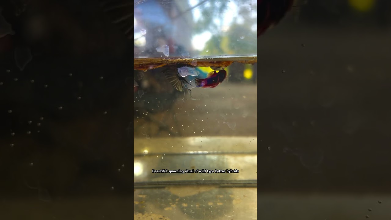 A beautiful spawning courtship of a wild type betta Splenden hybrid male and a female. #bettafish