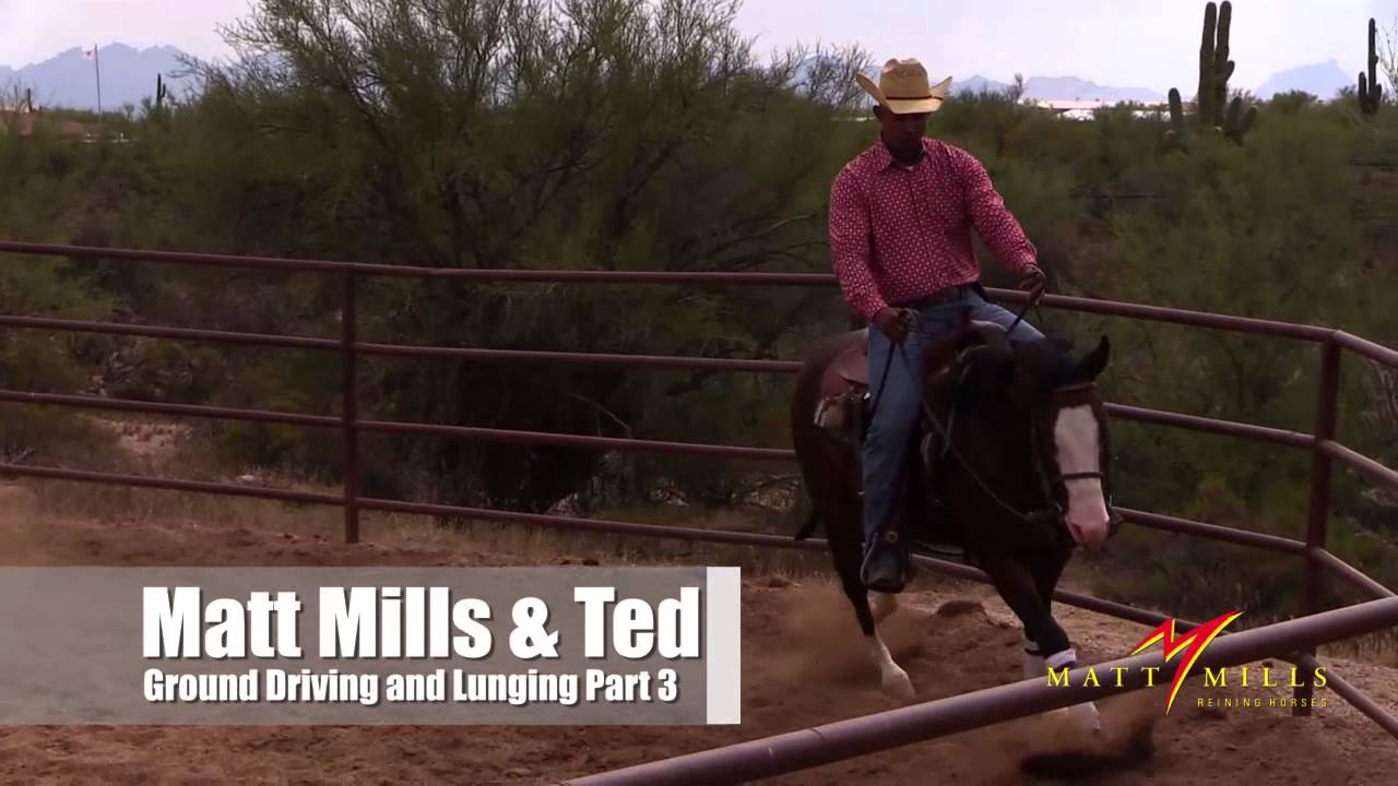 What You Can Expect From Your Horse After Ground Driving 