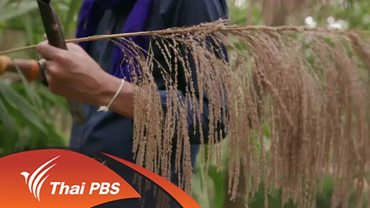 ชุมชนทั่วไทย : เก็บดอกแขมทำไม้กวาดดอกหญ้าภูซาง (8 พ.ค. 61)