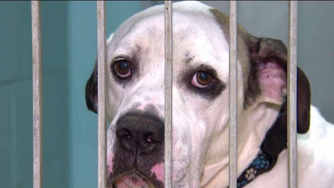 OSPCA reassuring pet owners about coronavirus