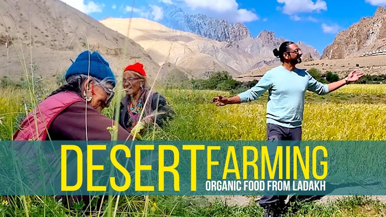 DESERT FARMING and LADAKHI FOOD | Ladakh | Henasku