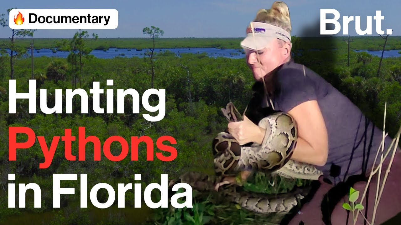 Hunting Pythons in Florida