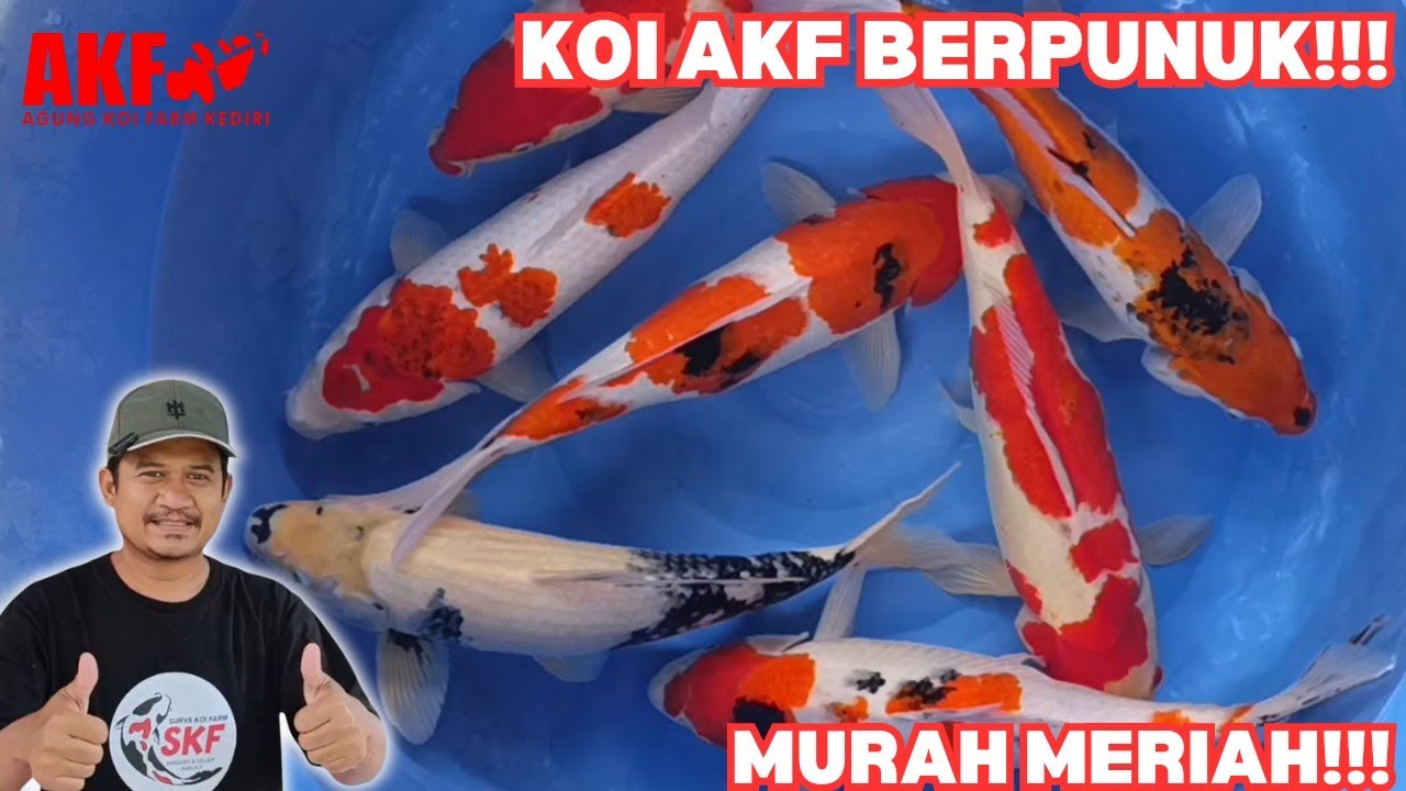 Spesial Koi AKF Berpunuk!!! Harga Murah-Meriah!!! 