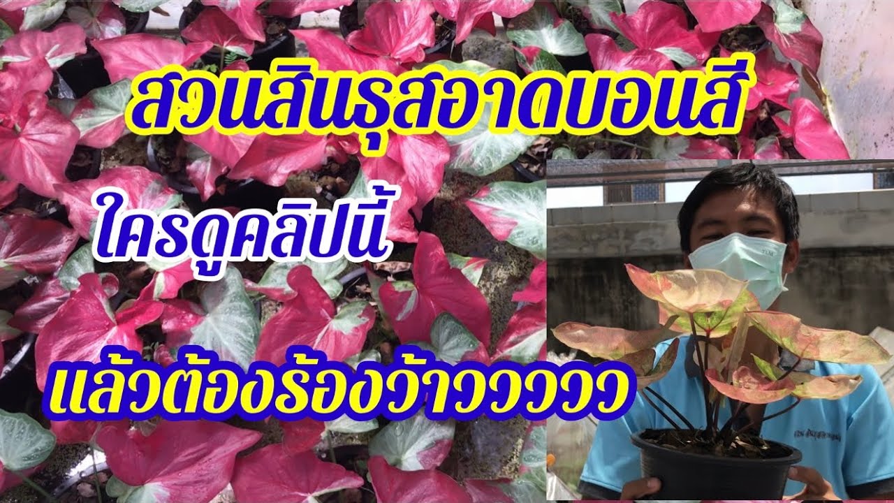 สวนสินธุสอาดบอนสี ใครดูคลิปนี้แล้วต้องร้องว้าวววว Ep.1