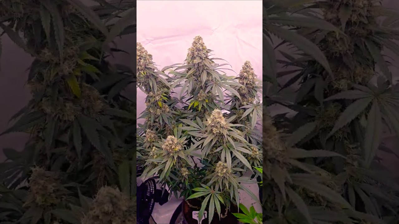 Permanent Marker Weed Strain