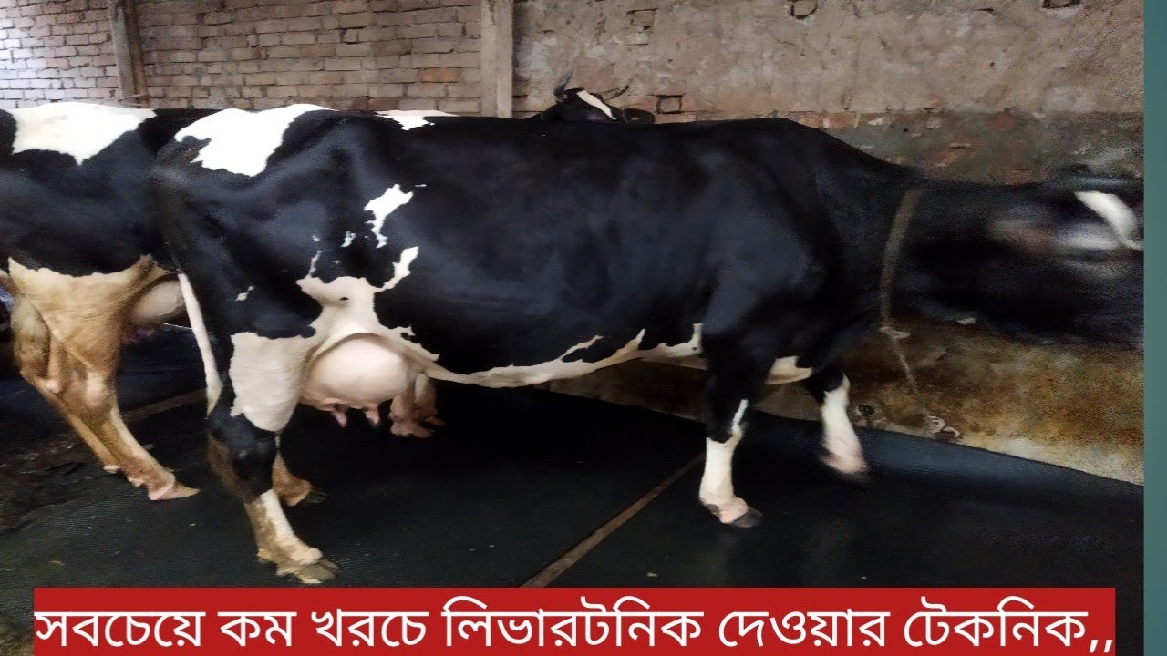 সবথেকে কম খরচে দুধের গাভীকে লিভার টনিক করালাম,,নিজেই