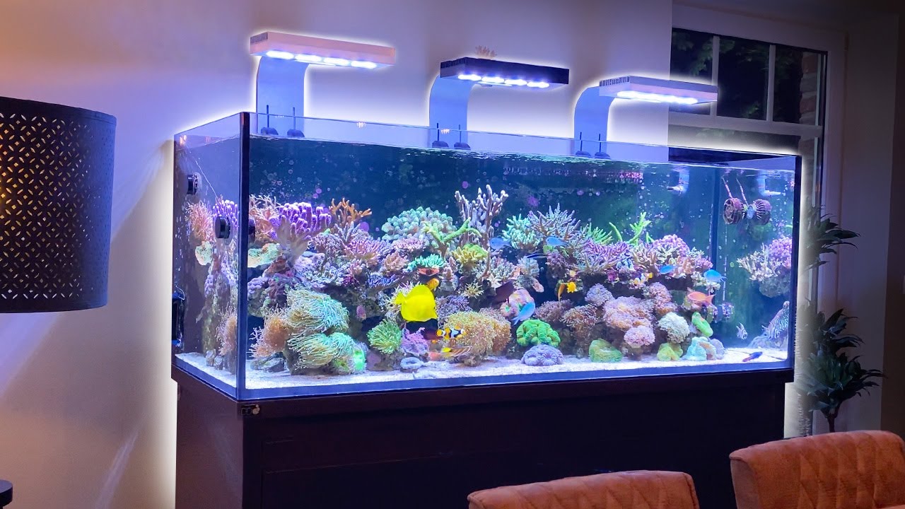High class REEF TANK AQUASCAPE - DD Reef Pro 1500s setup - 