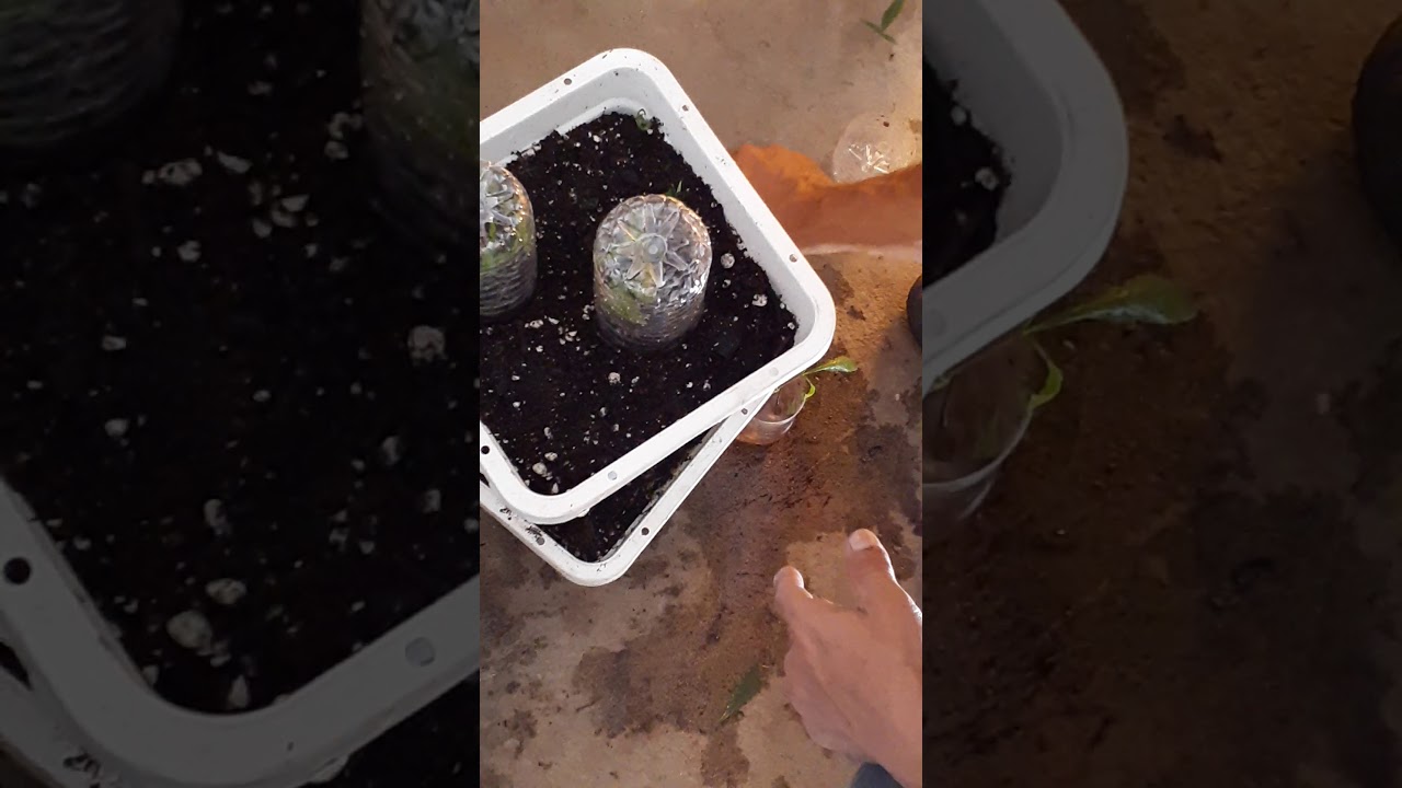 Critical mass cbd cbdx Big Bud clone planting