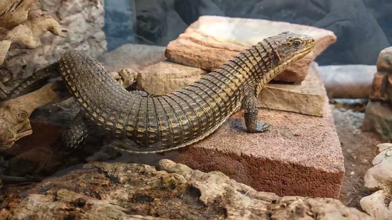 Sudan plated lizard clips (Broadleysaurus major)