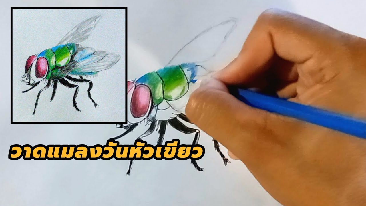 วาดแมลงวันหัวเขียว ระบายด้วยสีไม้   Draw a green bottle fly and color it with colored pe ncils. 