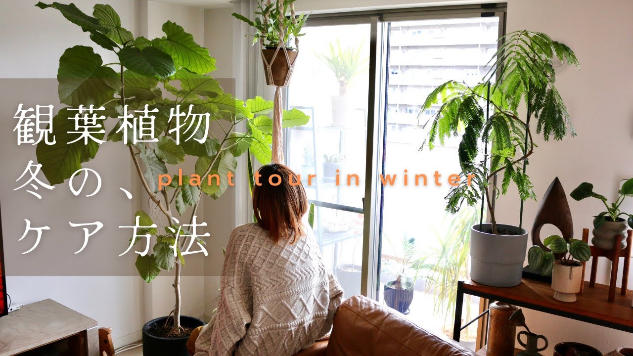 【観葉植物】可愛い植物達と暮らす冬の一日⛄️｜冬の水やり。乾燥対策。日光浴。｜寒さに強い植物🪴紹介｜