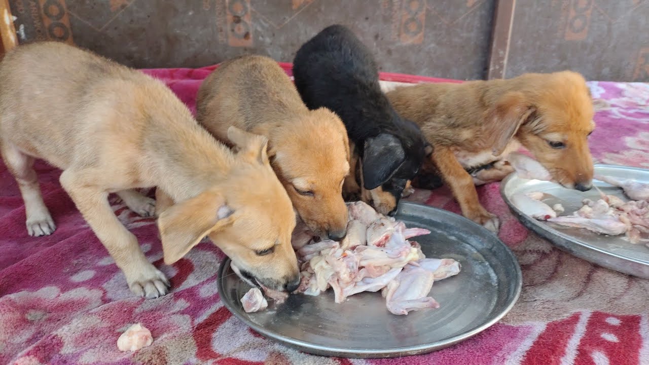 Feeding Hungry Rescue Puppies 💔🐶 | Motherless & Starving