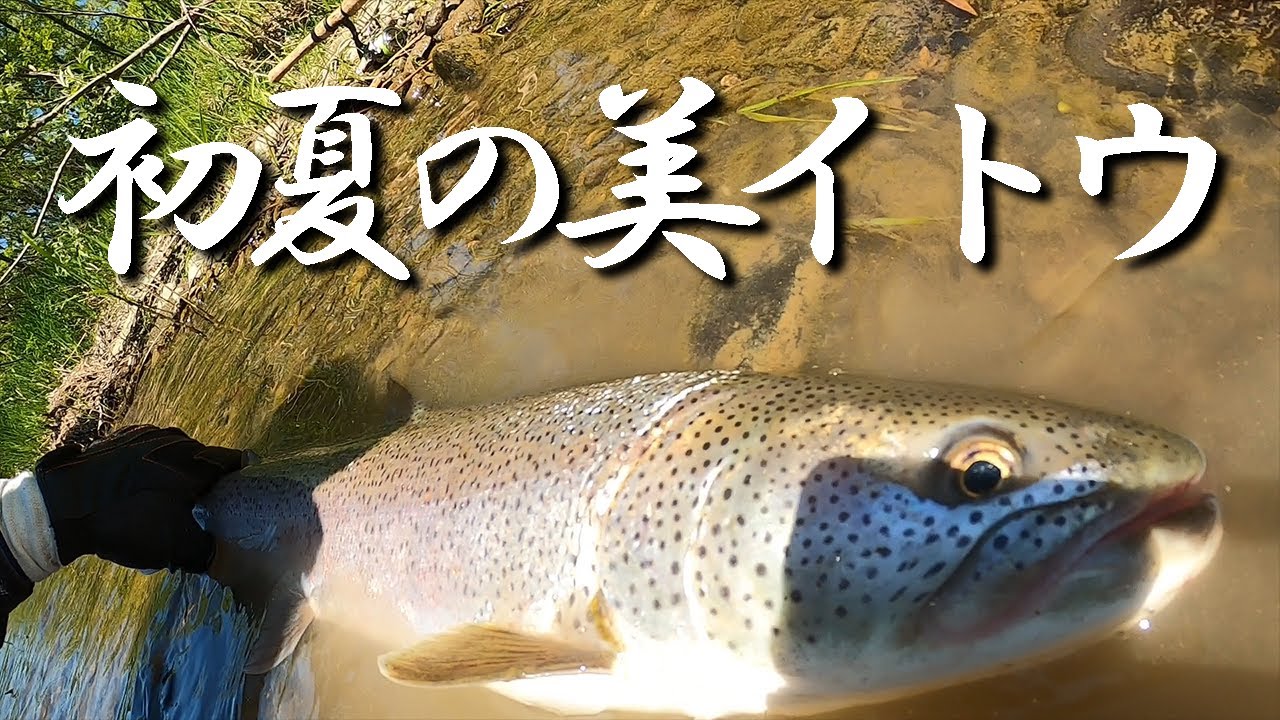 本流の大場所でグッドコンディションな美イトウに出会う
