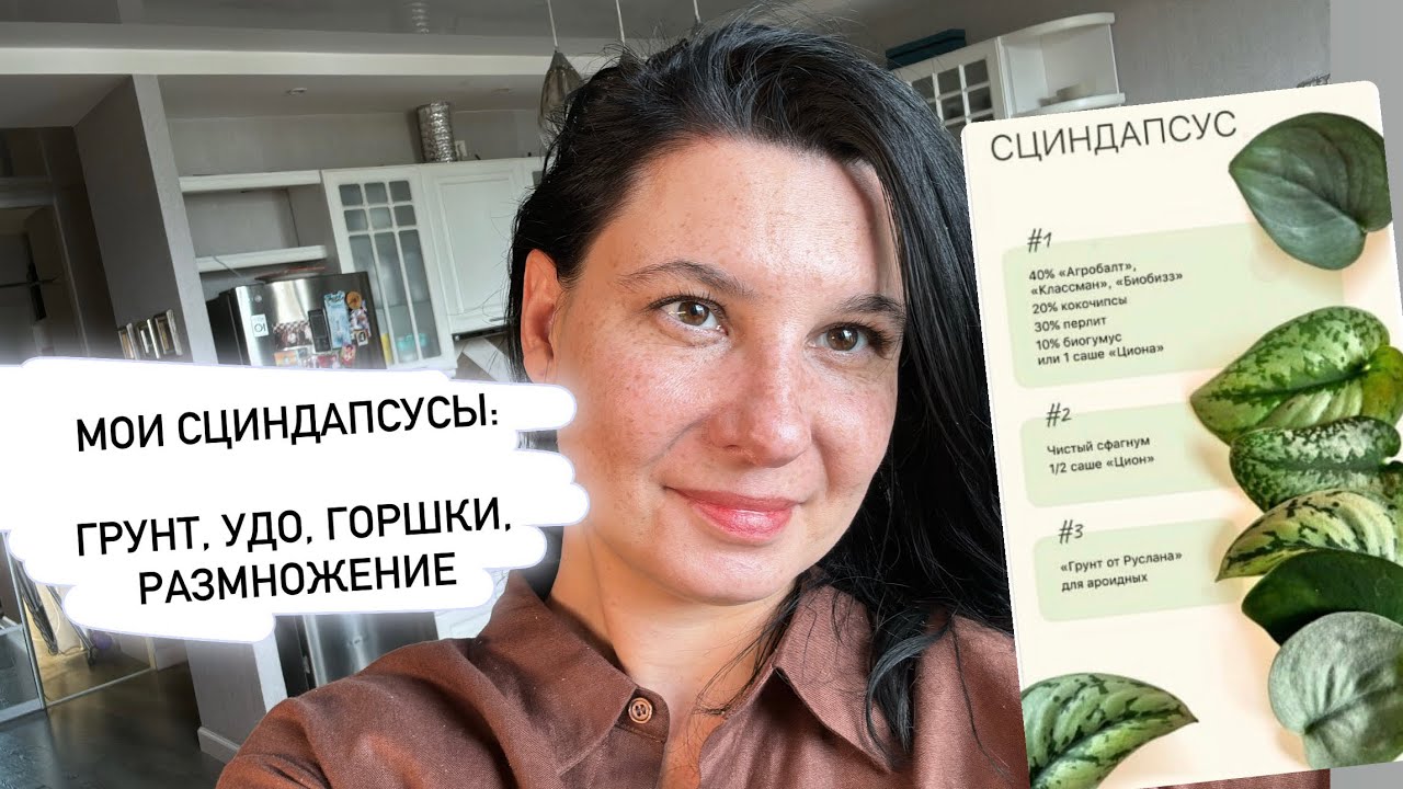 Мои сциндапсусы: грунт, горшки, лучшие сорта, удобрения
