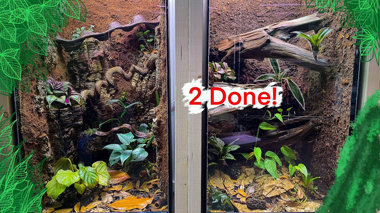 BUILDING 2 VIVARIUM AT THE SAME TIME! | WILL NACE