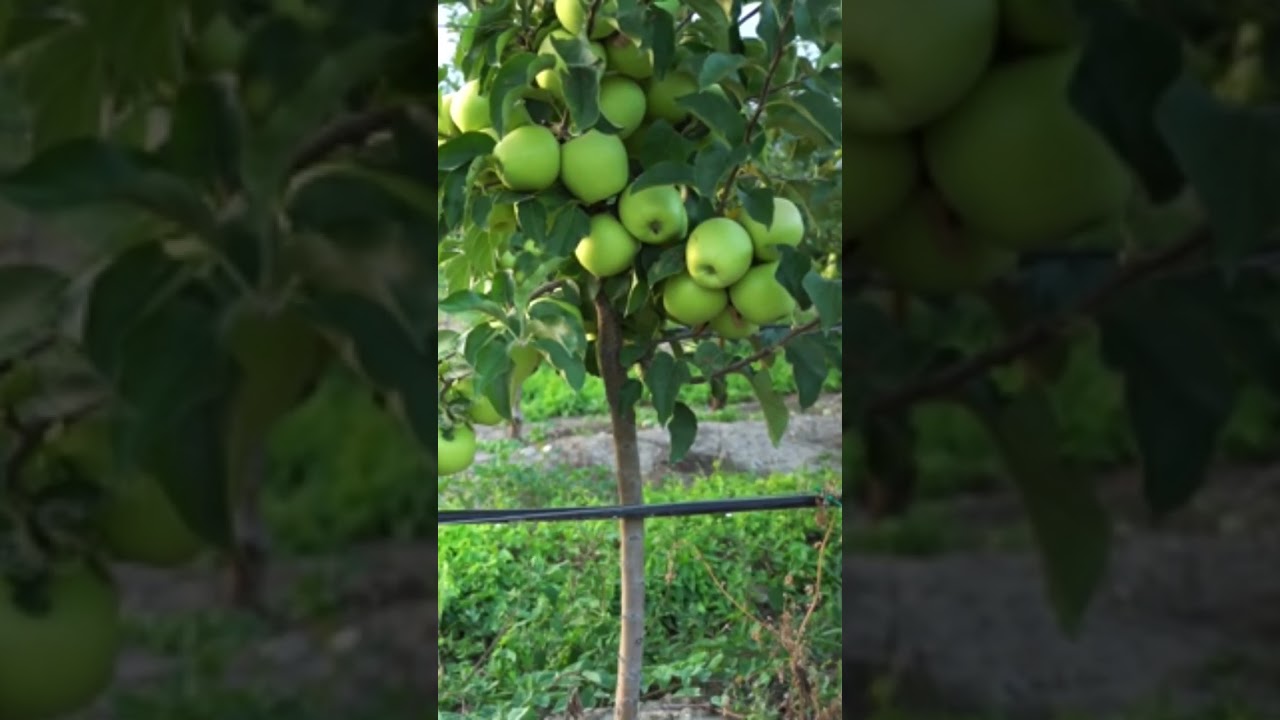 green apple tree grow fruit #shorts#apple
