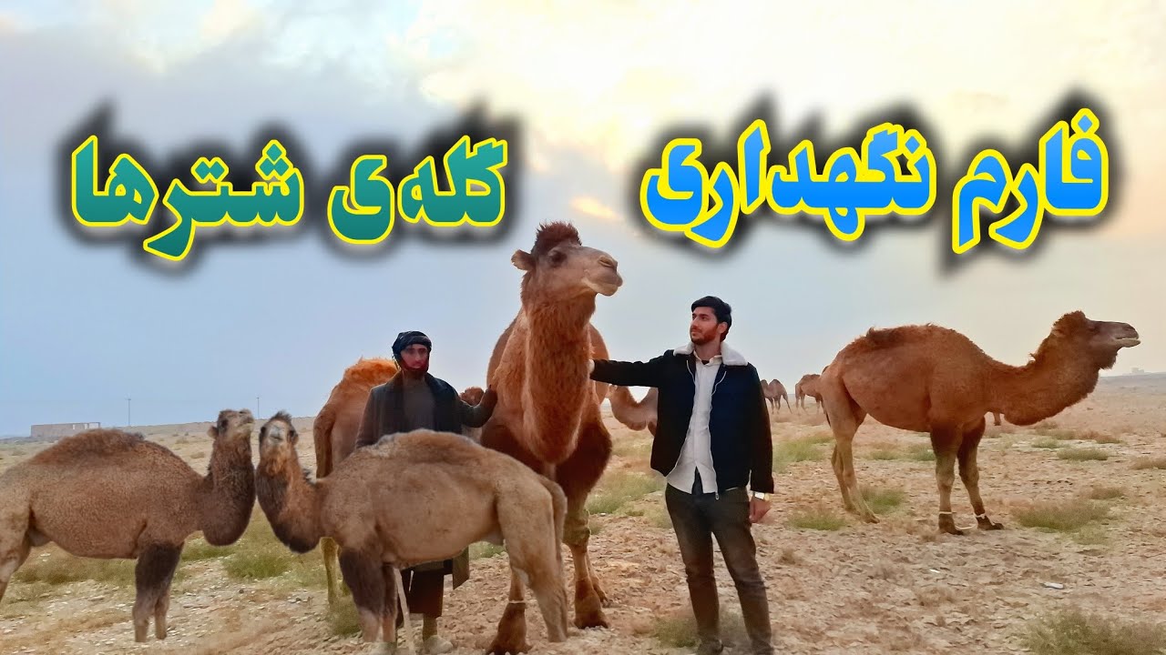 بزرگترین گله شتر ها/ شتر جنگی و قیمت یک شتر جنگی چهارصد هزار افغانی