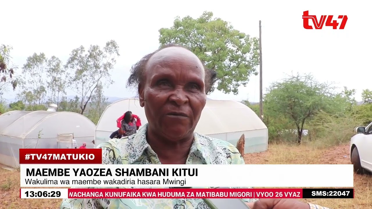Kitui: Maembe yaozea shambani Mwingi; wakulima wakadiria hasara kubwa