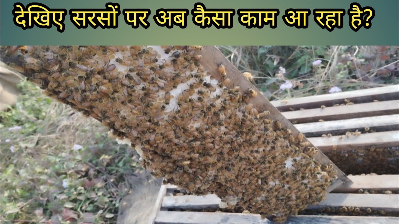 देखिए सरसों पर अब कैसा काम आ रहा है? Vlog 
