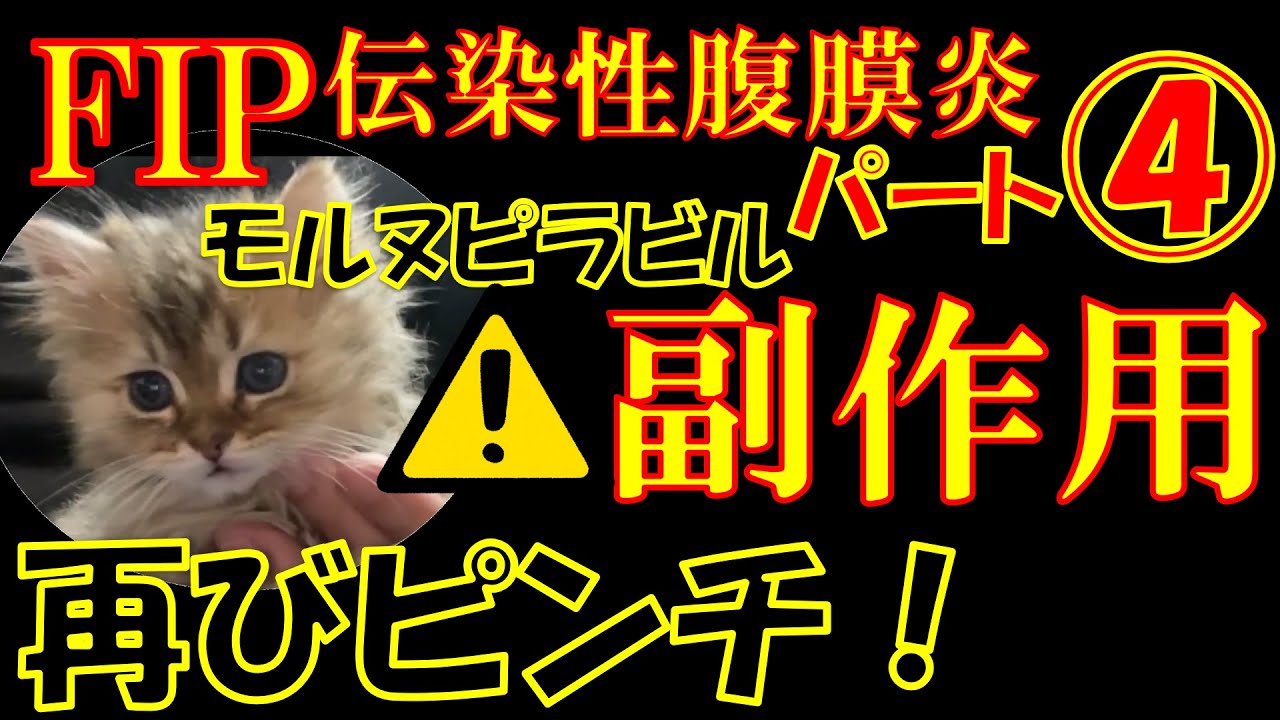 【FIP】猫伝染性腹膜炎パート④副作用勃発？！で再びピンチ！致死率９９％の難病克服