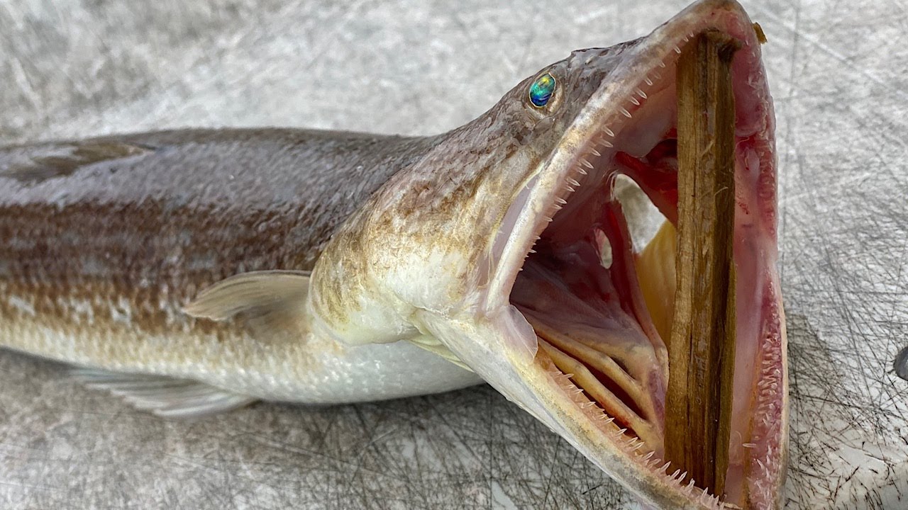 satan designed this fish (pray for me) LIZARDFISH CCC
