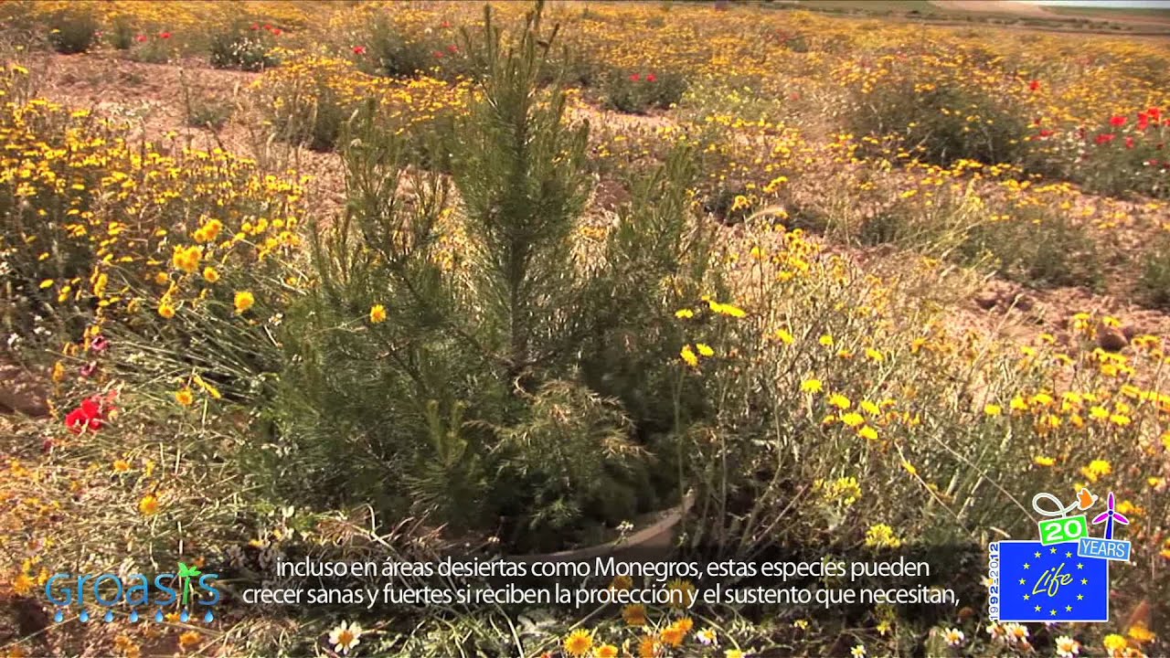 Reforestation with the biodegradable Groasis Growboxx from recycled paper - Spain