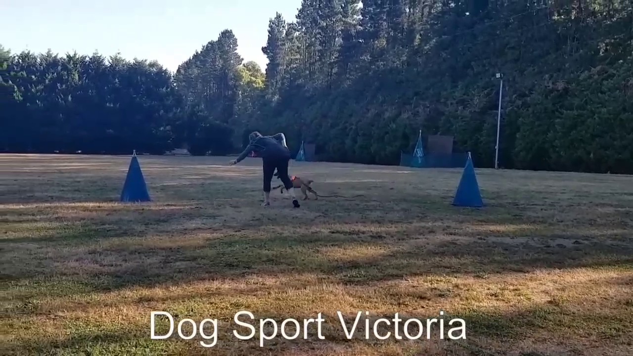 Melbourne Sport Dog Club Australia