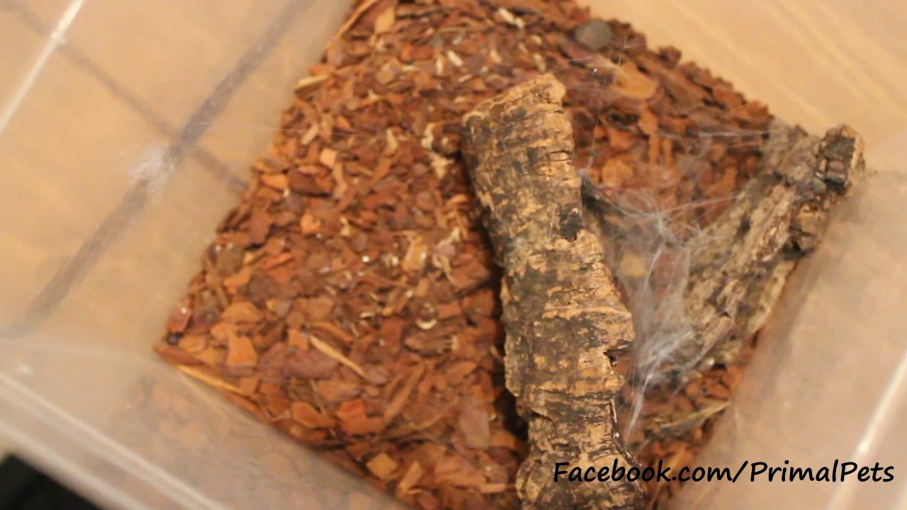 Giant House Spider Set Up (Eratigena atrica)