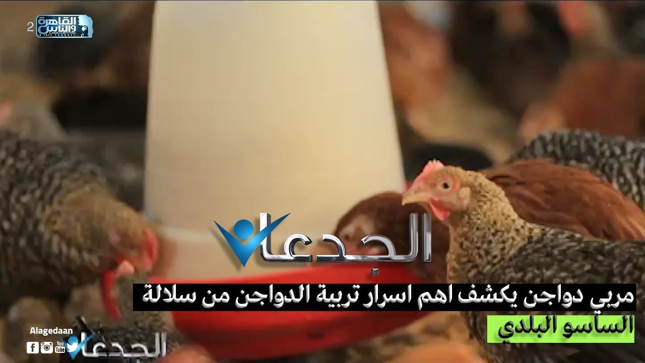 مربي دواجن يكشف اهم اسرار تربية الدواجن من سلالة الساسو البلد