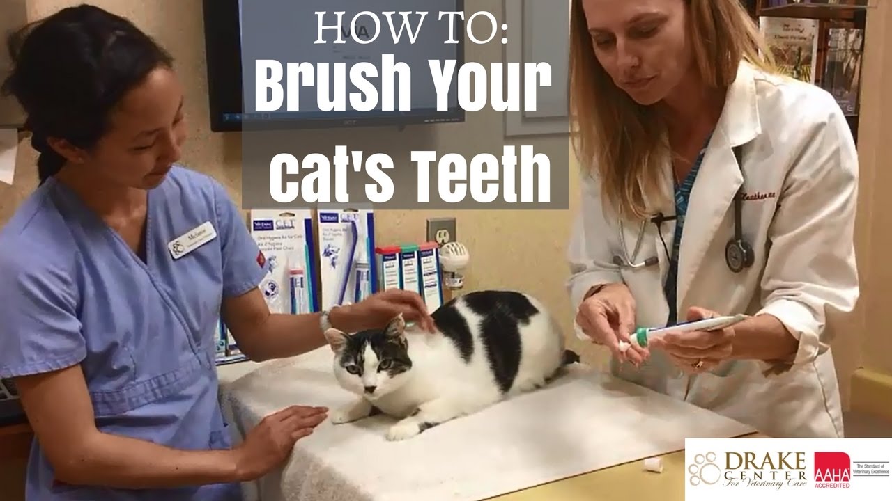Tutorial: How to Brush Your Cat's Teeth
