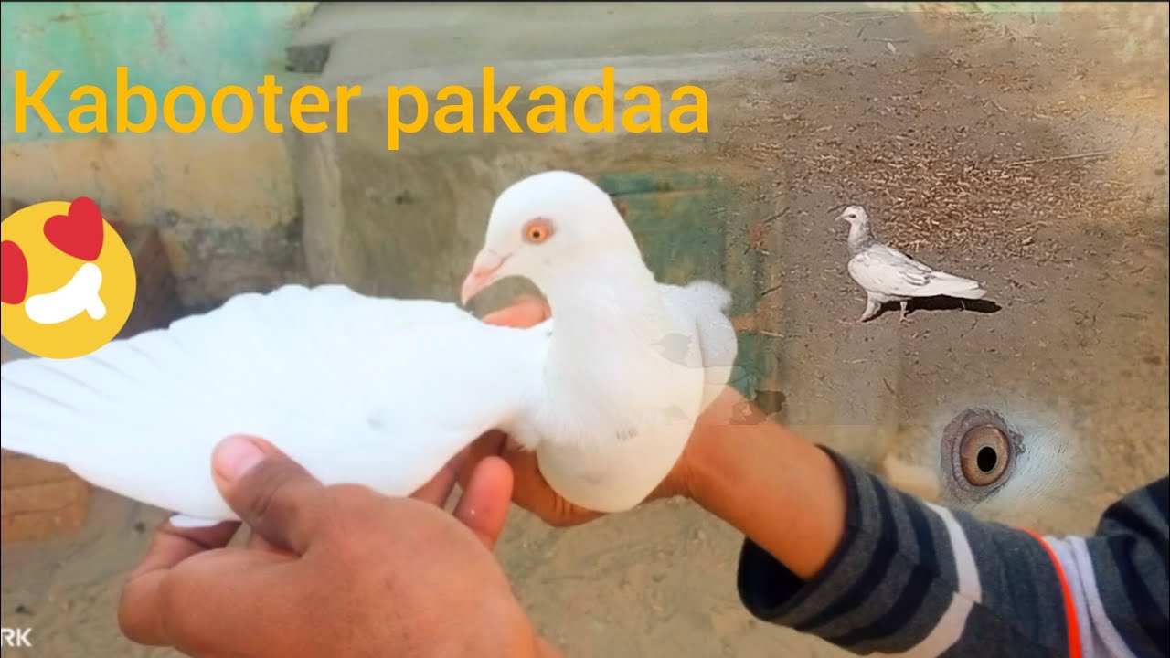 kabooter pakadaa ||  Moazan malik pigeons ||#viral #pigeonlover #kabootervideo #kabutarpakda