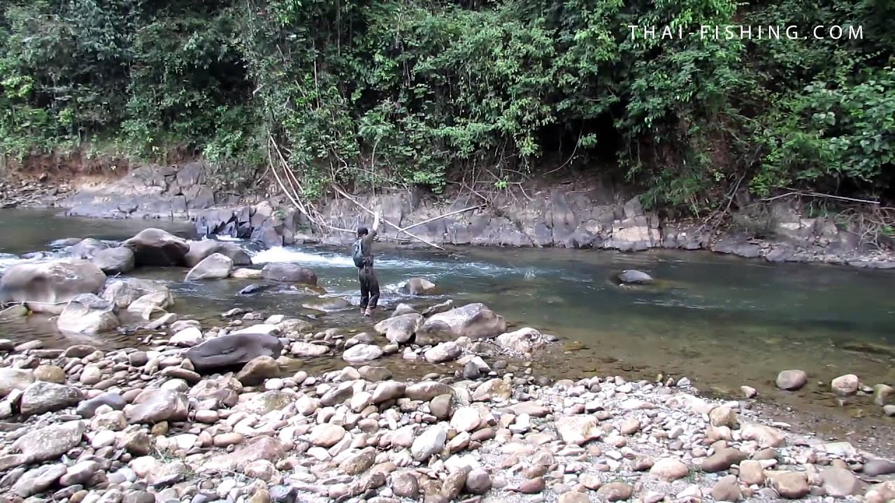 Mahseer Fly fishing - Jungle Fly Fishing Thailand