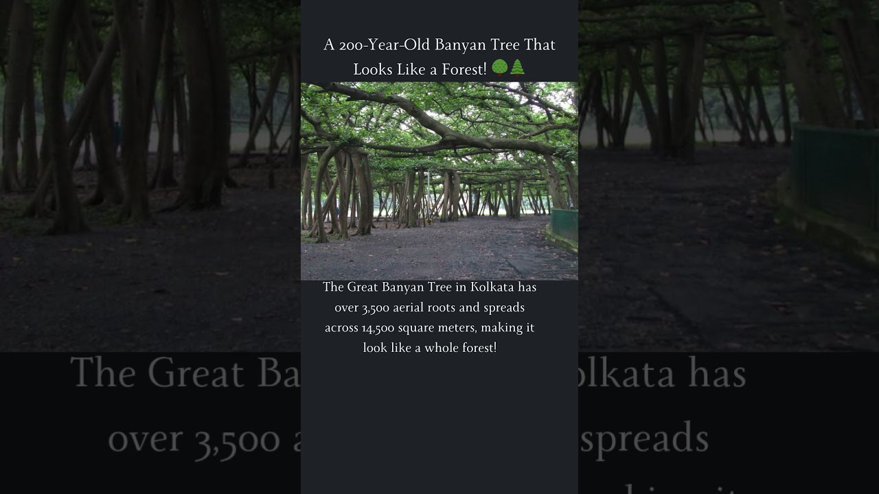 🌳 A 200-Year-Old Banyan Tree That Looks Like a Forest! | The Great Banyan Tree, Kolkata 🌲#motivation