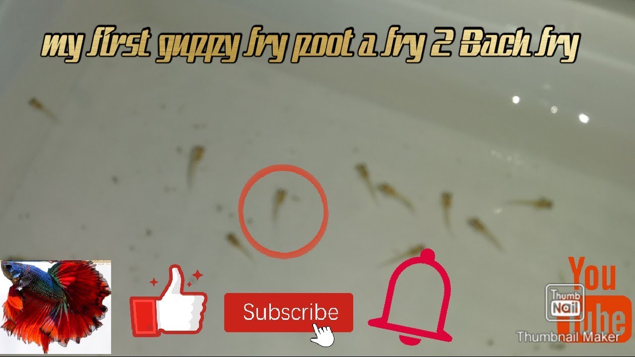 my first guppy fry poot a fry 2 Bach fry (minites fishy) in tamil.............🌋🌋