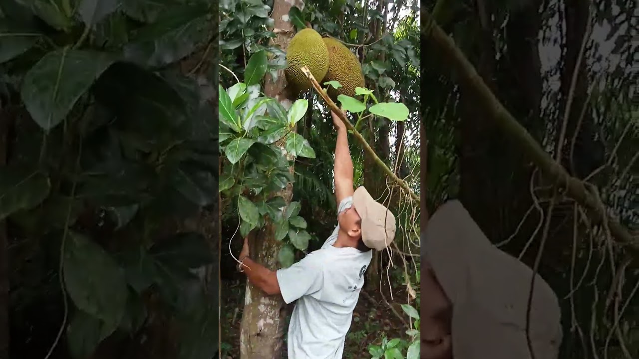 Hunting fruit