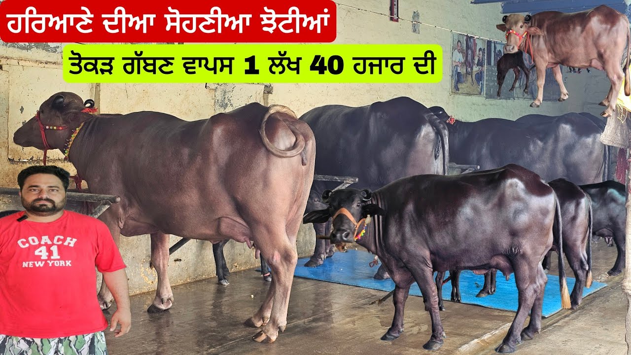 ਹਰਿਆਣੇ ਦੀਆ ਸੋਹਣੀਆ ਝੋਟੀਆਂ ਪੰਜ ਬੂਰੀ ਝੋਟੀ ਕੋਕਾਂ ਪੀਸ  ਗੱਗੀ ਕਹਿੰਦਾ ਤੇਲ ਦੀਆ ਦੋ ਟੈਕੀਆਂ ਲੱਗ ਗਈਆਂ ਲੱਭਣ ਚ ।