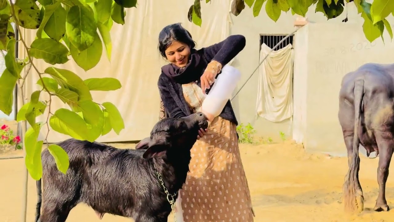 देखो इस ट्रिक से पिलाया कटड़ी को निप्पल से लस्सी #desilife