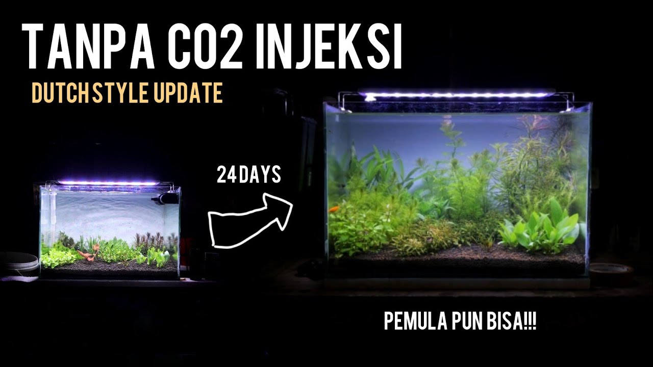 Dutch Style Aquascape Tanpa Co2 Update - Khusus Pemula!!