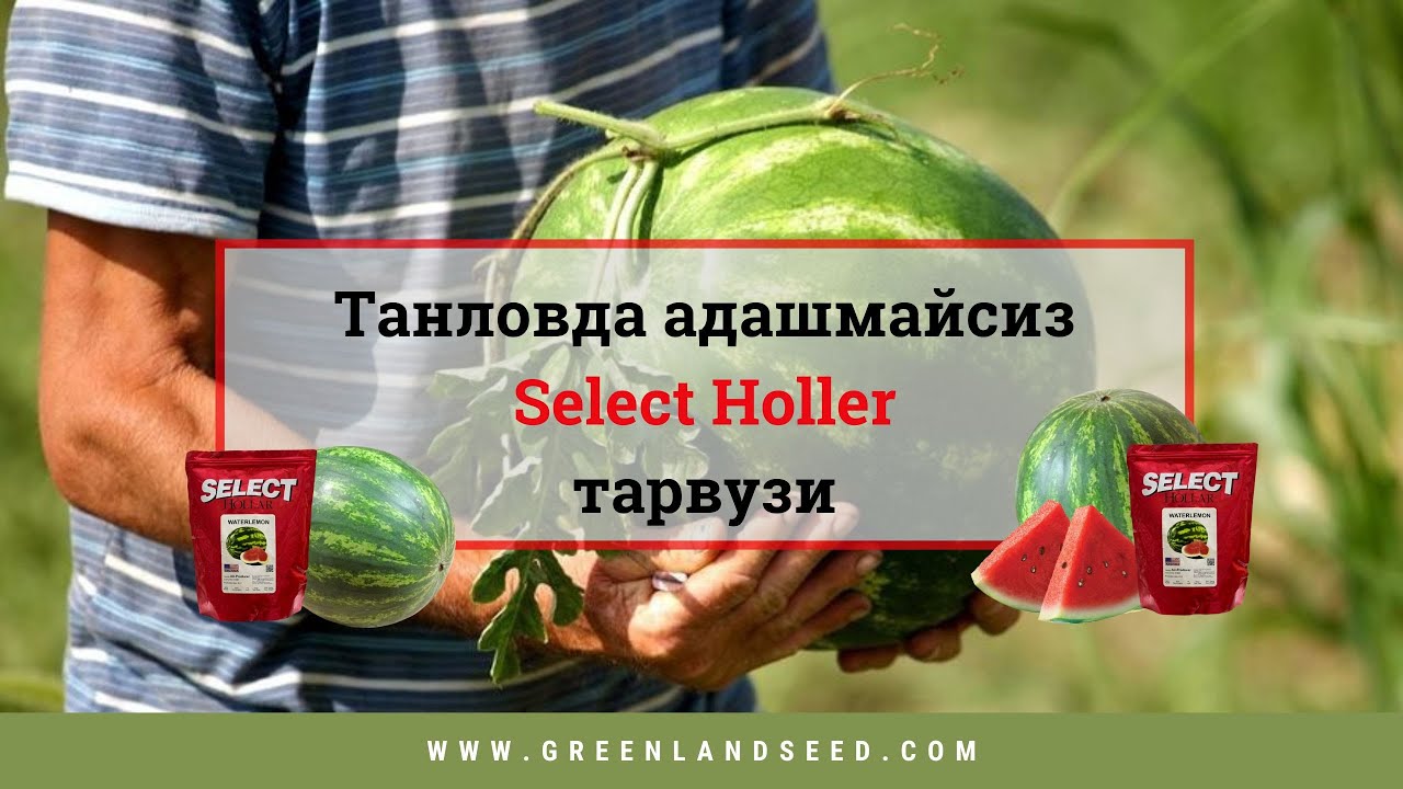 Танловда адашмайсиз Select Holler тарвузи! Мурожаат учун телефон: +998 99 888-97-77 GENETIK SEEDS