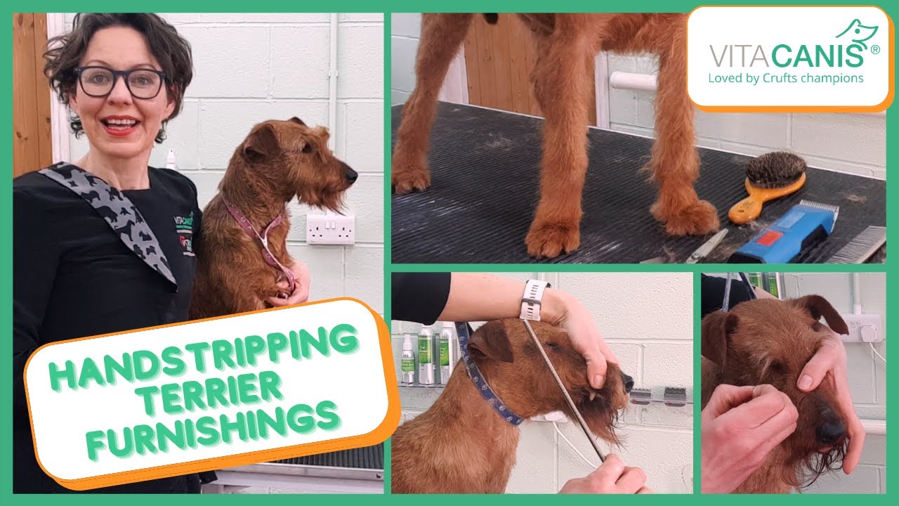 HANDSTRIPPED TERRIER - THE FURNISHINGS